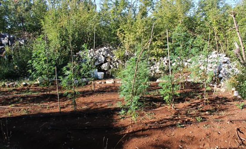 Grude: Uhićen dok je zalijevao stabljike indijske konoplje